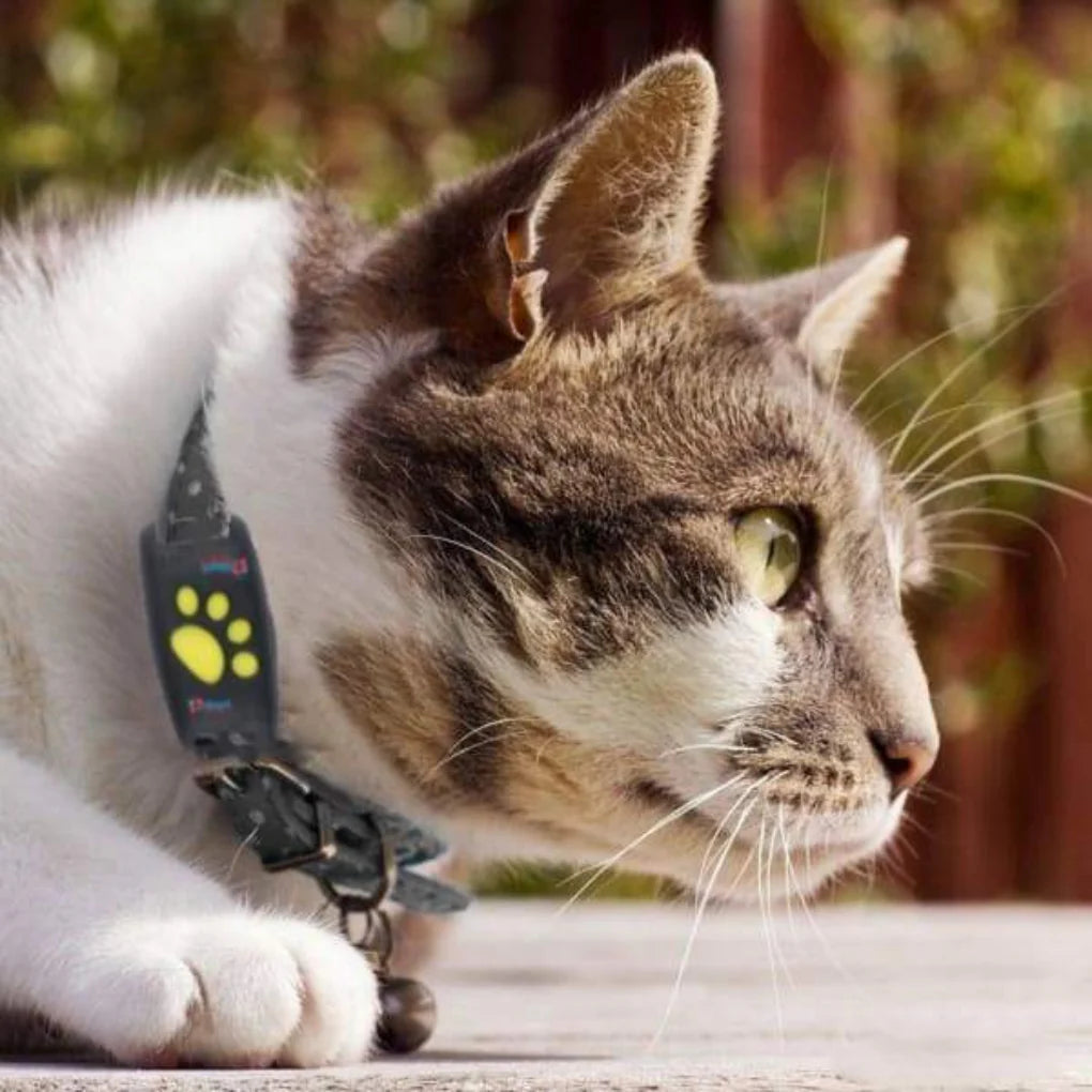 GPS Tracker for Pets– Real-Time Location Monitoring