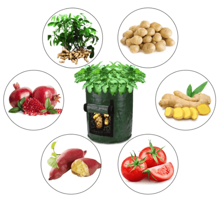 Grow potatoes at home: smart potato grow bag for patio and balcony